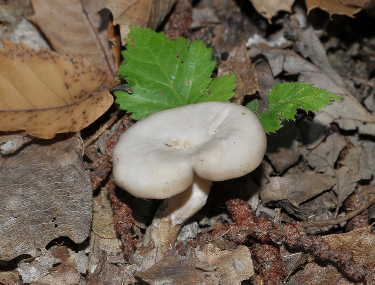 Clitocybe sp, ?